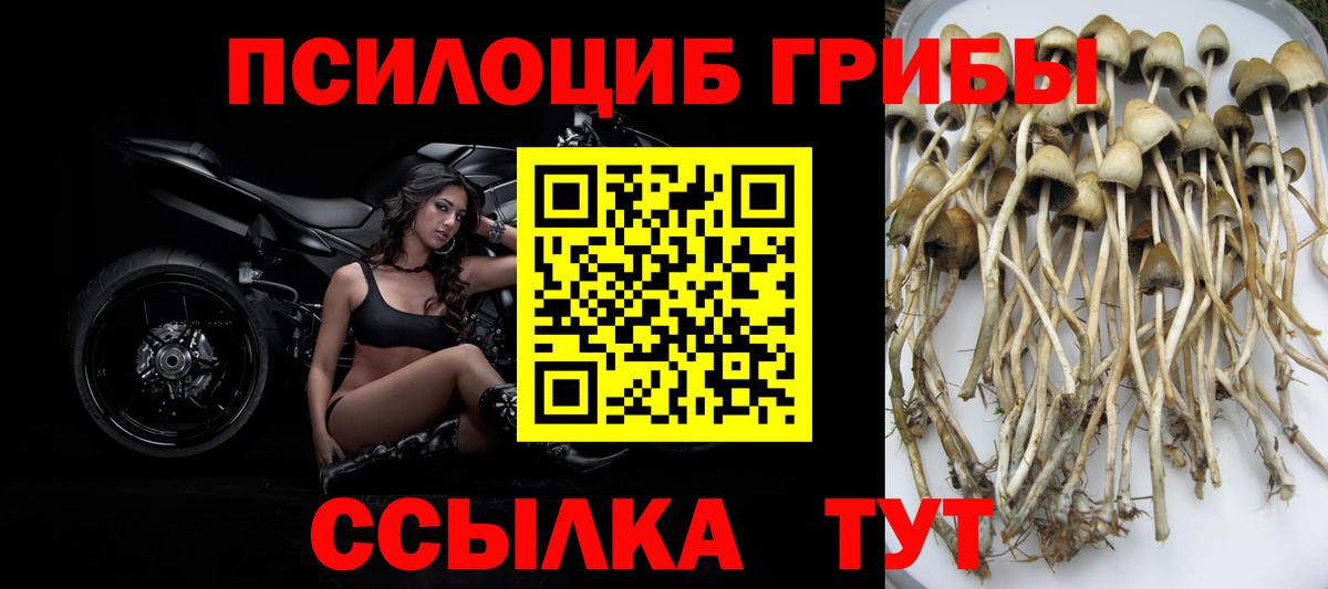 Псилоцибиновые грибы Psilocybine cubensis Набережные Челны